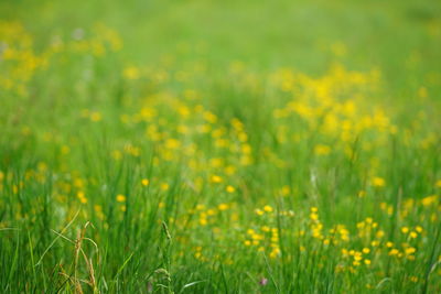 Yellow flowering plants on field