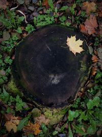 High angle view of tree stump