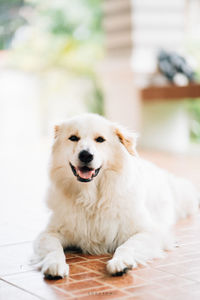 A fluffy and fat white dog just like me. cheerful and smiling when going for a walk