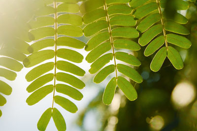 Close-up of green leaves