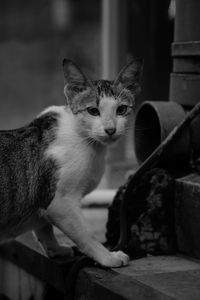 Portrait of cat sitting outdoors