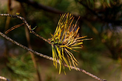 Close-up of plant
