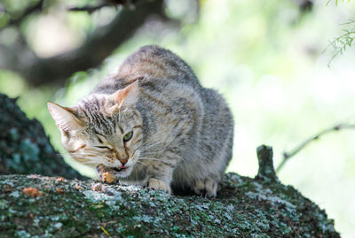 Close-up of a cat