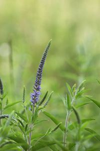 Close-up of purple flowering plant on field