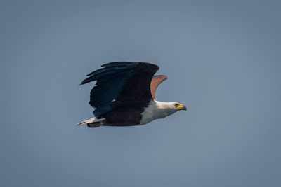 Low angle view of bird flying against clear sky