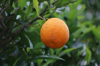 Close-up of orange fruit on tree