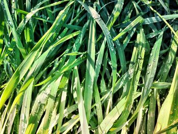 Full frame shot of plants