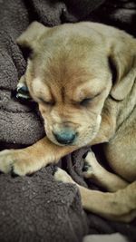 Close-up of a dog sleeping