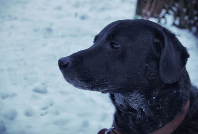 Close-up of a dog looking away