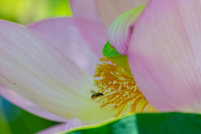 Close-up of pink lotus water lily