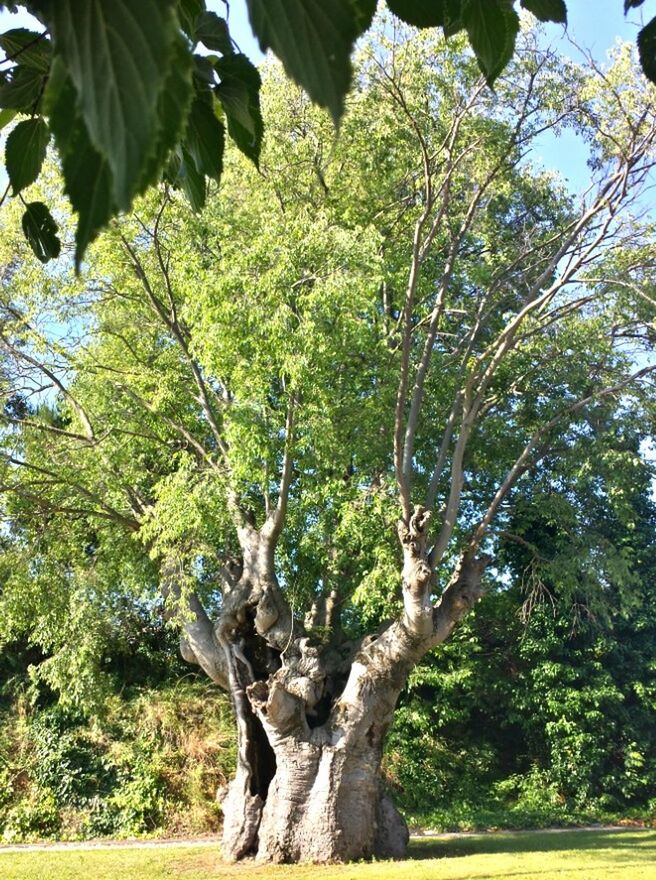 Árbol por fuera