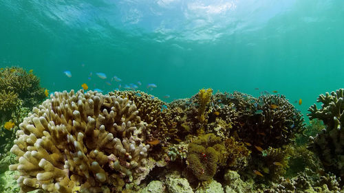 sea