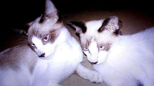 Portrait of cats lying down on bed