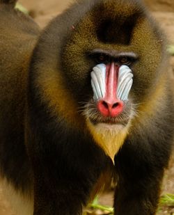 Mandrill close up