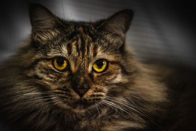 Close-up portrait of tabby cat