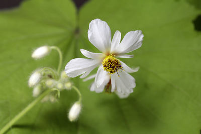 Close-up of white flowering plant