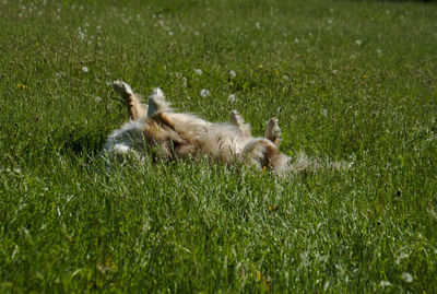 View of a dog on grass