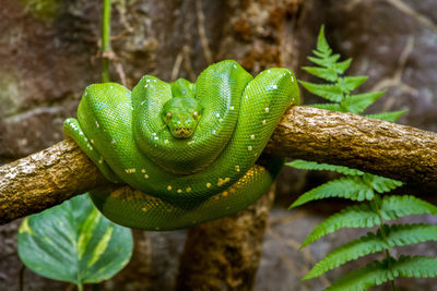 Green snake on tree branch