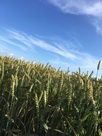 Wheat growing on field against sky