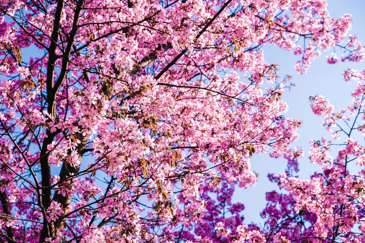 LOW ANGLE VIEW OF PINK CHERRY BLOSSOM