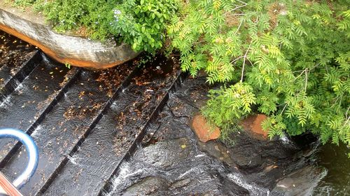 High angle view of wet tree