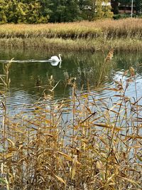 View of bird in lake