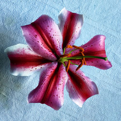 High angle view of pink flower on table