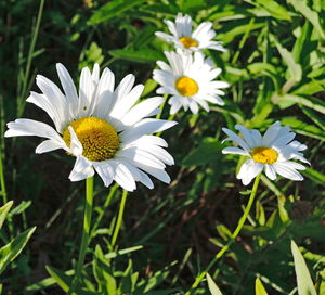 Close-up of white daisy flowers