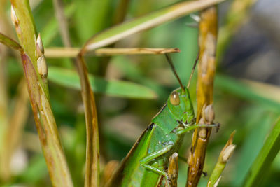 Close-up of insect on plant