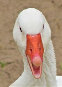 Close-up of a bird