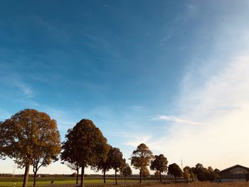 Low angle view of trees against sky