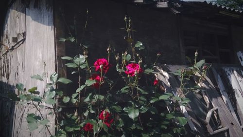 Plants growing in front of building