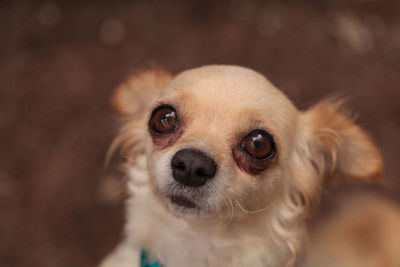 High angle view of chihuahua looking up on field