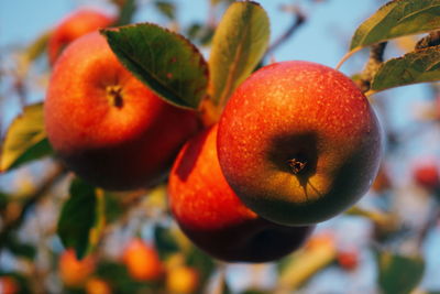 Close-up of fruits on tree