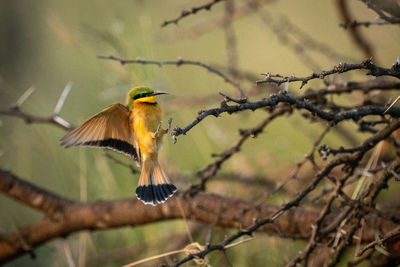 Little bee-eater landing on branch spreads wings