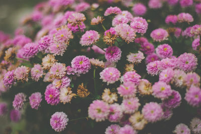 Close-up of pink flowering plants