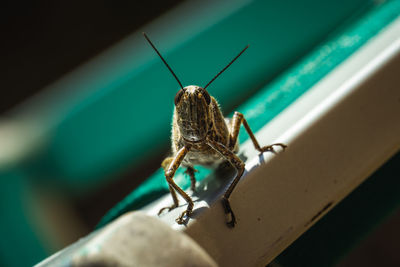 Close-up of insect, grasshopper occupied my deck chair