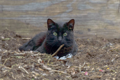 Portrait of cat sitting outdoors