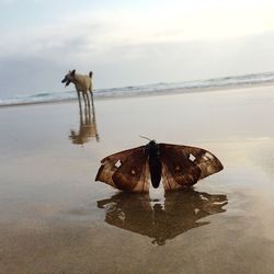 Close-up of dead moth and dog on shore