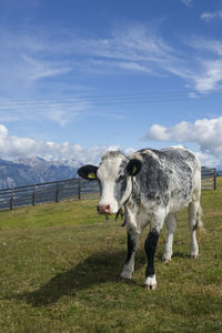 Cows on field against sky