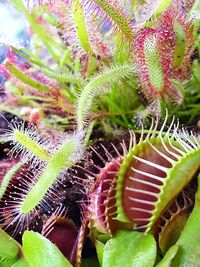 Close-up of succulent plant