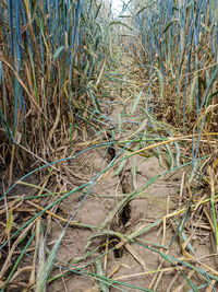 Dry grass in field