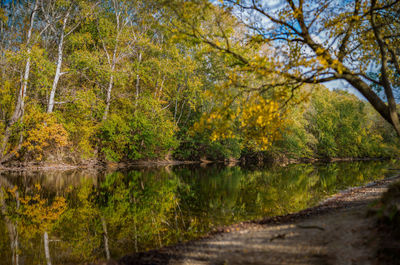 Scenic view of lake in forest during autumn