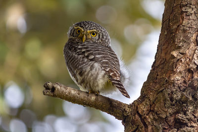 Close-up of bird perching on tree