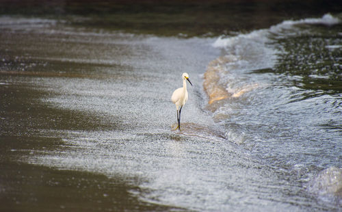 View of bird on beach