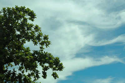 Low angle view of tree against sky