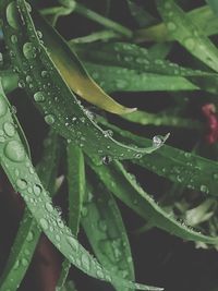 Close-up of wet plant leaves during rainy season