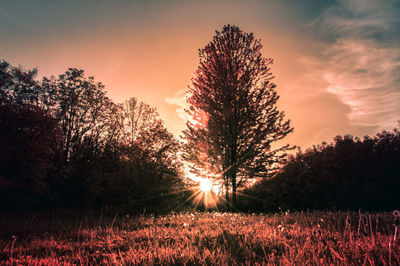 Trees on field against sky at sunset