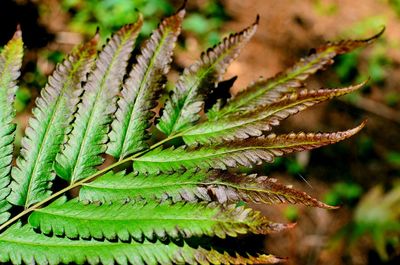 Close-up of fern leaves