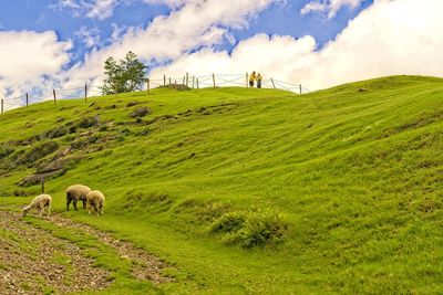 Sheep grazing in a field